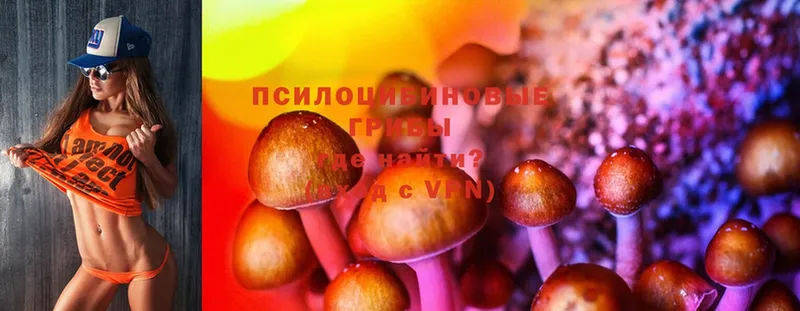 Галлюциногенные грибы Psilocybe  Новомосковск 